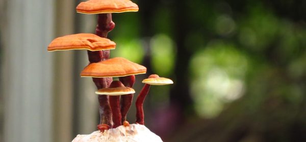 Herbal and Medicinal Mushrooms
