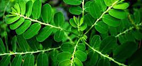 Bhumi Amla – Ayurvedic Herb For Liver Health